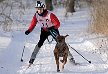 Фоторепортаж: Под Рязанью прошёл чемпионат по гонкам на собачьих упряжках