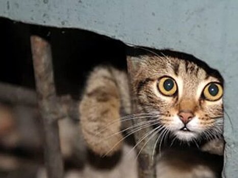 Подвалы жилых домов в России откроют для кошек