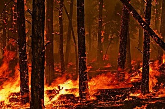 На Вологодчине потушили первый лесной пожар