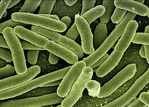 Как избежать встречи с супербактериями?