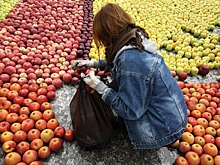 В Грузии сообщили о рекордных объемах экспорта персиков и яблок