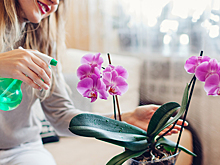 Как ухаживать за орхидеей, чтобы она цвела круглый год