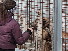 Кузбасские зоозащитники через суд запретили властям убивать собак