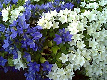 Опасную партию растений привезли в Петрозаводск