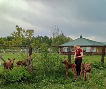 Четырех лосят, оставшихся без матери, спасли в Нижегородской области
