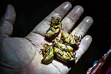 Мир ждет нашествие редких цикад, считающихся опасным бедствием