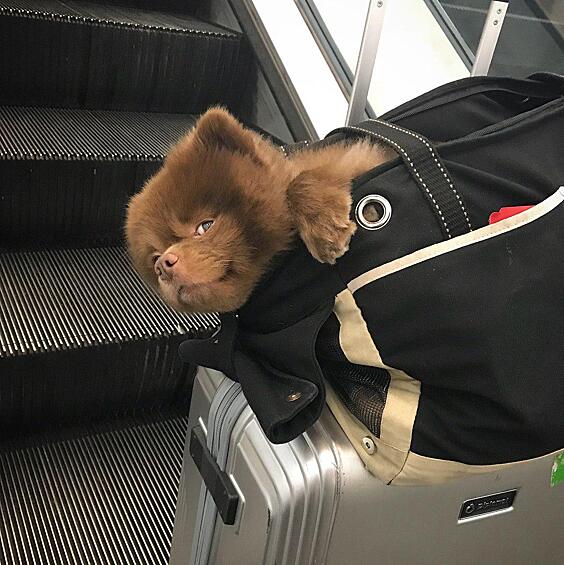 Дух путешествий никому не чужд.