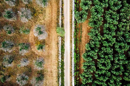 Европа может потерять более €20 млрд из массовой гибели оливковых деревьев