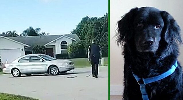 Собаку оставили в машине, а она перевернула ее и кружила по району в течение часа