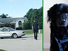 Собаку оставили в машине, а она перевернула ее и кружила по району в течение часа