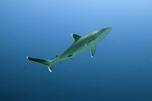 «Проникновение видов»: Акулы-людоеды могут мигрировать в Черное море через 50 лет