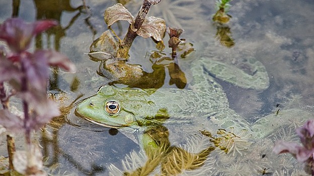 На озерах в парке «Кузьминки-Люблино» проснулись лягушки