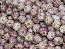 Специалист развеял миф о влиянии чеснока на иммунитет