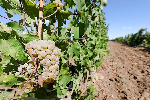 В Волгоградской области с господдержкой активно развивается винодельческая отрасль
