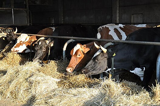 В Оренбуржье более полумиллиона голов скота и птицы переходят на зимовку