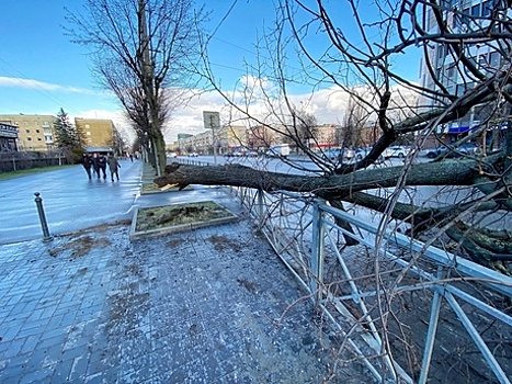 В Калининграде к февралю появится томограф для выявления трухлявых деревьев