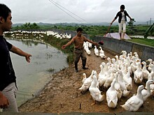 Снижение производства свинины из-за АЧС повысило спрос на утиное мясо в Китае