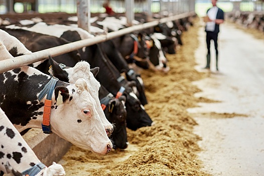 Страхование животноводства с господдержкой увеличилось на 10% - НСА