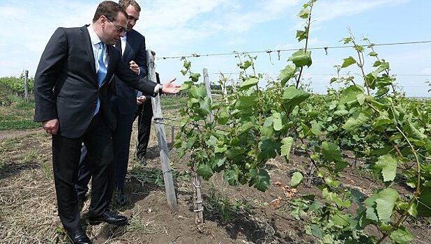 В Крыму заложили виноградник в форме карты России