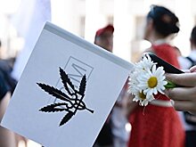 Легализация каннабиса: Зеленский делает Украину главным поставщиком наркотиков в Европу и США