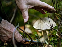 Грибникам Подмосковья рассказали, как они могут помочь биологам и экологам