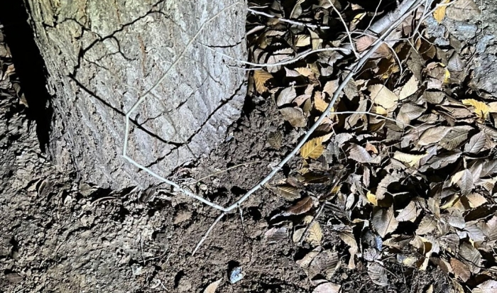 Волгоградца задержали при попытке забрать наркотики из тайника