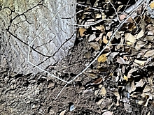 Волгоградца задержали при попытке забрать наркотики из тайника