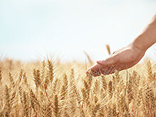 Чистая прибыль "Русагро" по МСФО в I полугодии выросла в 3,1 раза