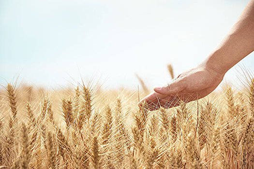 НТБ 6 августа завершит товарные интервенции зерна в 2020 году