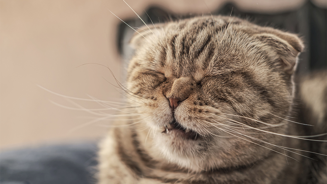 Почему у собак и кошек появляется аллергия на хозяев