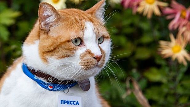 Крымский селекционер назвала новый сорт хризантем в честь Кота Мостика