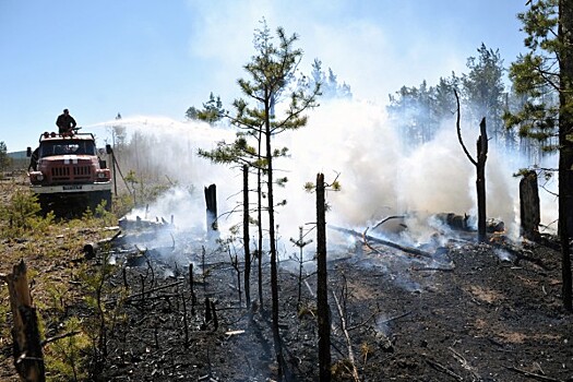 Более половины лесных пожаров в России приходится на Сибирь