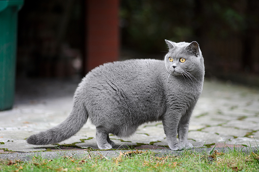 Британская кошка.