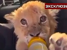 Появились кадры, как спасенного в Москве львенка кормят из бутылочки