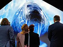 День эколога в России в 2026 году: дата, суть, кто отмечает