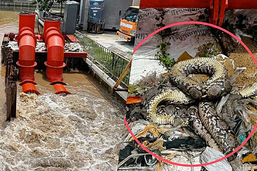 В Таиланде затор из мусора и питона привел к затоплению района Бангкока