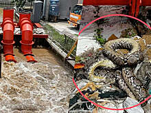 В Таиланде затор из мусора и питона привел к затоплению района Бангкока