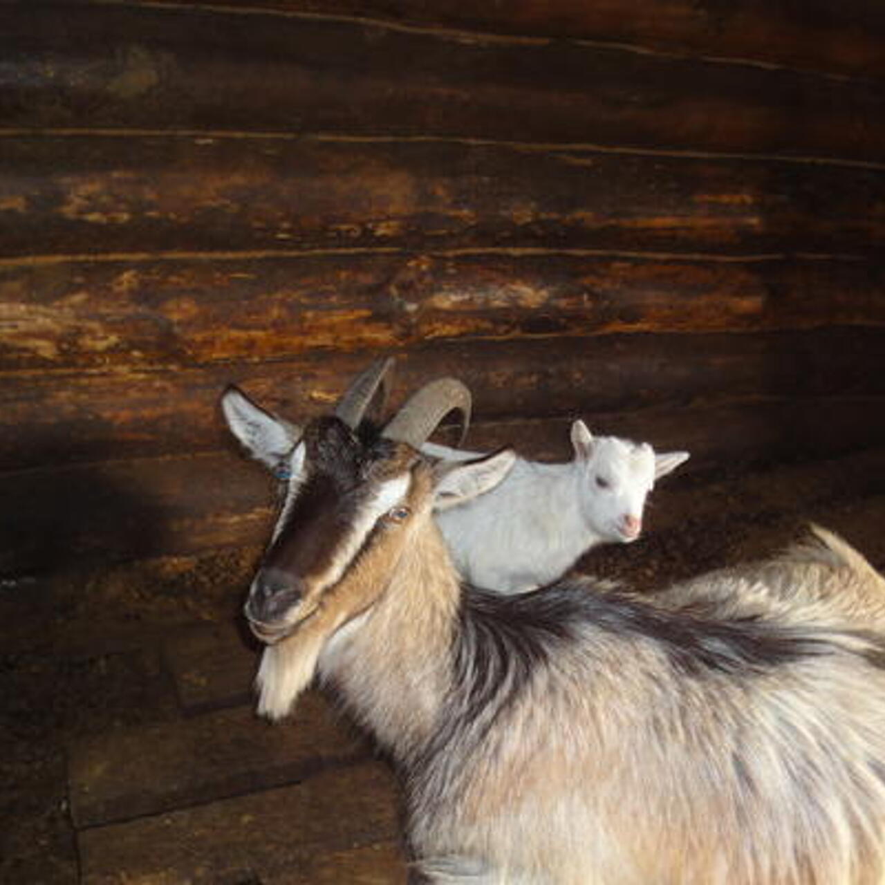 Как правильно кормить козлят - Козоводство и овцеводство - Кролиководство