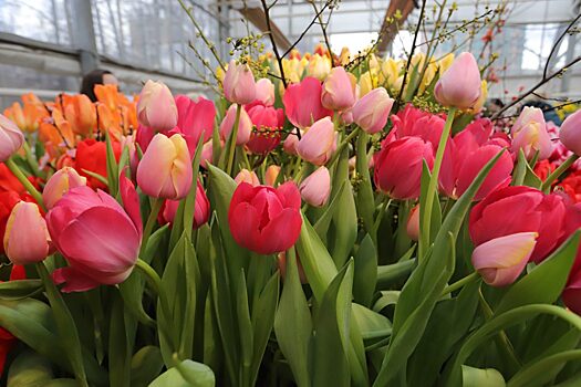 По тысяче букетов тюльпанов будут дарить ежедневно первым посетителям «Аптекарского огорода» 10-13 марта