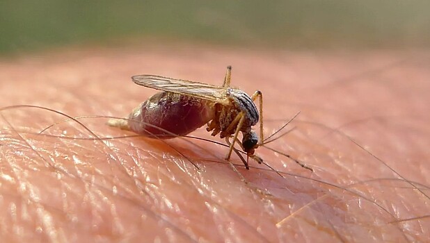 В Арктике открыли два новых вида комаров