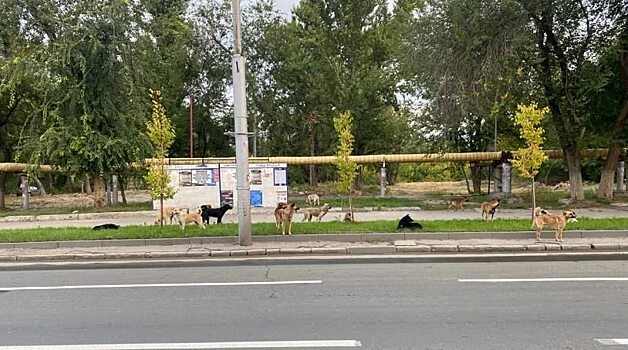 Жители заводского района вновь пожаловались на стаи бродячих собак