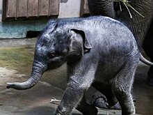Около 600 детенышей родились в Московском зоопарке