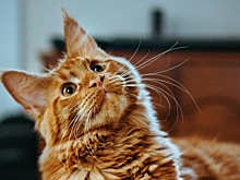 Ветеринар рассказал, какие действия человека кошка расценивает как атаку