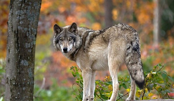Псковские власти почти в 1,5 раза увеличили финансирование программы по борьбе с волками