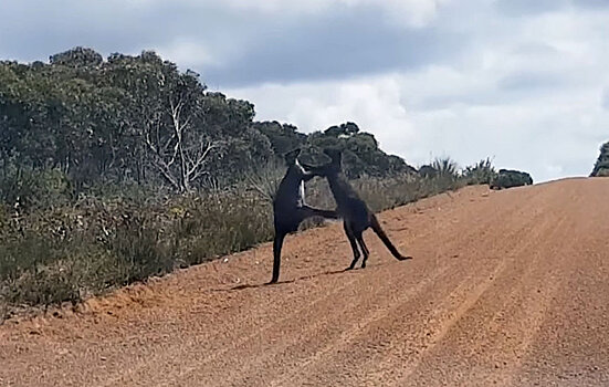 Пара дерущихся кенгуру заблокировала дорогу в Австралии. Видео