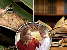 От жабы бородавки, а от книг - геморрой: мифы от родителей