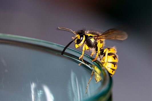 Что делать если укусила оса, пчела, шмель: инструкция врача