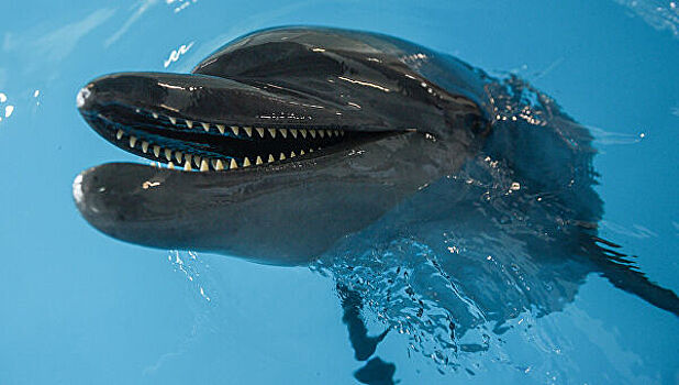В крымском дельфинарии изрубили на куски дельфина