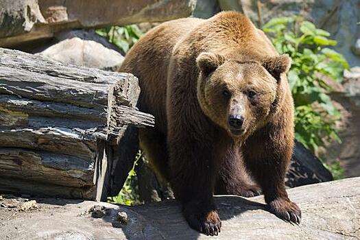 В Хабаровском крае наблюдается нашествие медведей