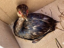 Испачканные мазутом птицы вновь появились на побережье Анапы